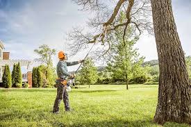 Best Fruit Tree Pruning  in Cascade, ID