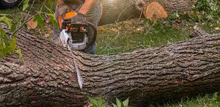 Best Tree and Shrub Care  in Cascade, ID