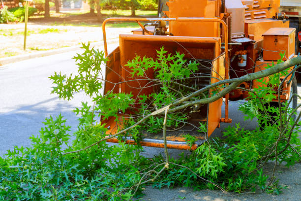 Best Organic Lawn Care Solutions  in Cascade, ID