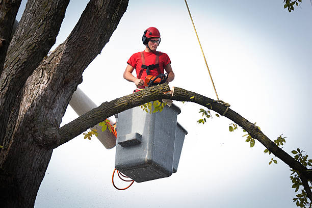 Best Tree Preservation Services  in Cascade, ID